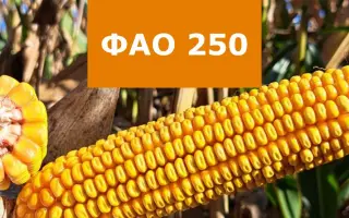 LID2020C / ЛІД2020Ц