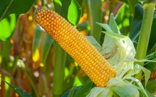 Luigi CS / Луіджі КС