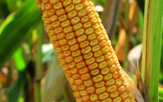 MAJONG / МАДЖОНГ