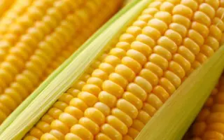 MADIVO / МАДІВО