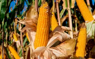 MAKEDO / МАКЕДО