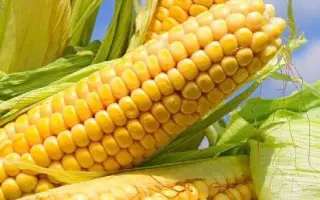 Maxxalia / Макксалія