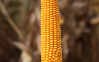 Marcamo / Маркамо