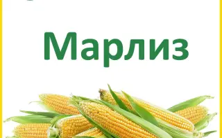 Марліз