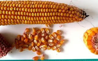 MAS 14G / МАС 14Г