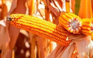 MAS 16B / МАС 16Б