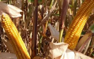 MAS 18L / МАС 18Л