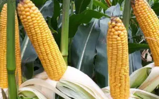 MAS 26K / МАС 26К