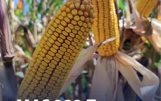 MAS 333T / МАС 333Т