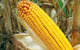 MAS 387L / МАС 387Л