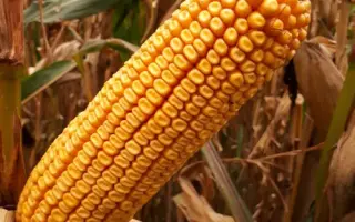 MAS 48L / МАС 48Л