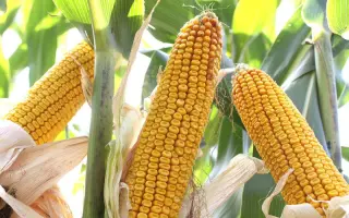 Matteo / Маттео