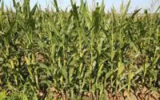 MAFATE / МАФАТЕ