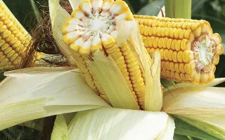 MV TC 277 / МВ ТС 277