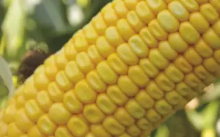 Naomi CS / Наомі КС