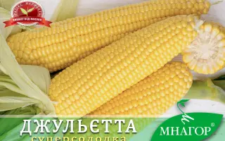 NARGILO / НАРДЖІЛО