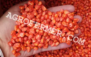 NATAELO / НАТАЕЛО