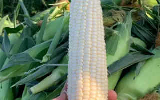 NIKOLLAGE / НІКОЛАДЖ