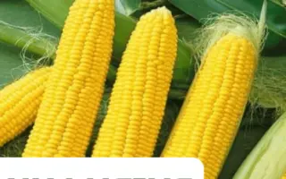 NK Lucius / НК Луціус