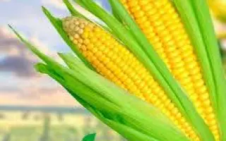 NK Pako / НК Пако