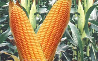 Олешківський