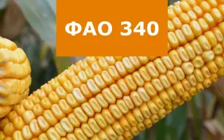 Olcani / Олкані