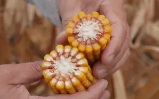 Oxanna / Оханна