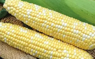 PARTHENEO / ПАРТЕНЕО