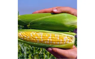 PESANTO / ПЕЗАНТО