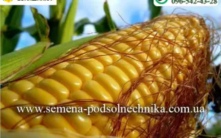 Pleven / Плевен