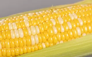 Plutor / Плутор