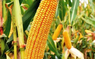 Подільський 274 СВ