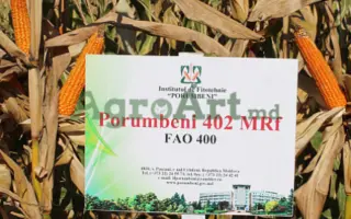 Porumbeni 402 / Порумбені 402