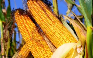 Porumbeni 461 / Порумбені 461