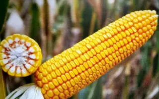 Почаївський 190 МВ