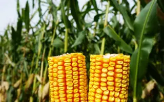 PR37N01 / ПР37Н01