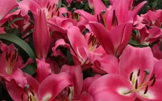 Profundo / Профундо