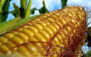 Пустоварівський 280 СВ