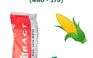 RGT Axxional / РЖТ Акксіональ