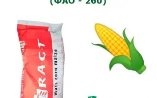 RGT AXXTRIDE / РЖТ АККСТРІД