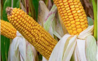 RGT ALYXX DUO / РЖТ АЛІККС ДУО