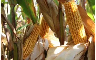 RGT HEXXAGONE / РЖТ ГЕККСАГОН