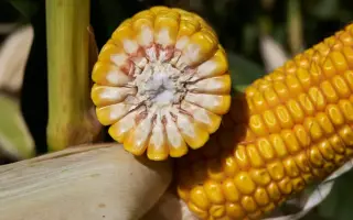 RGT HIMALAYAXX / РЖТ ГІМАЛАЯККС