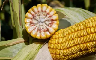 RGT EXXACT / РЖТ ЕККЗАКТ