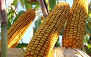 RGT INEDIXX / РЖТ ІНЕДІККС