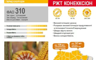 RGT CONEXXION / РЖТ КОНЕККСІОН