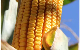 RGT LEXXTOUR / РЖТ ЛЕККСТУР