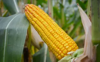 RGT OXXYMEL / РЖТ ОККСІМЕЛЬ