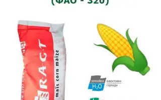 RGT OXXYTOP / РЖТ ОККСІТОП