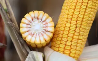 RGT TEXXIA / РЖТ ТЕККСІЯ